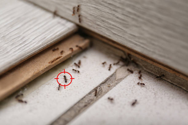 Best Mosquito Control Services  in Castle Pines Village, CO